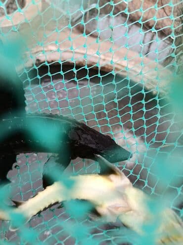 мейн кун бишкек питомник lyubushka купить котенка цена: Осетр. НАХОДИМСЯ В СОКУЛУКЕ — 2