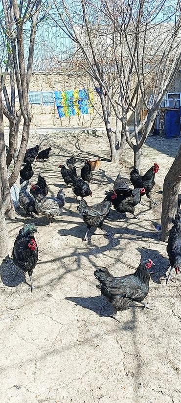 кошки сиамские: Продаю | Петух | Для разведения — 5