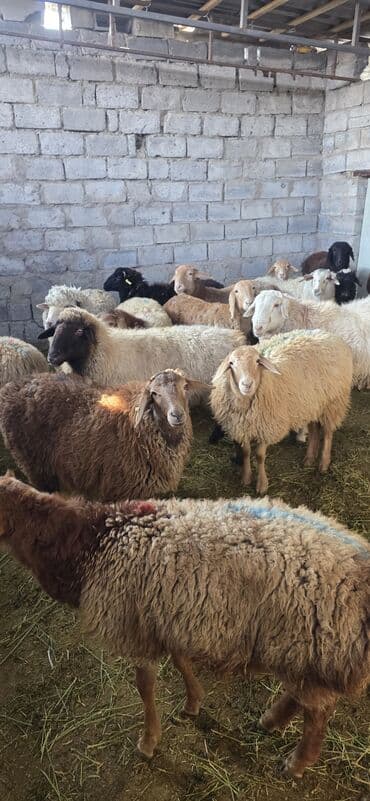 Продаю | Овца (самка), Ягненок, Баран (самец) | Полукровка, Меринос, Арашан | На забой, Для разведения at lalafo.kg Продаю | Овца (самка), Ягненок, Баран (самец) | Полукровка, Меринос, Арашан | На забой, Для разведения