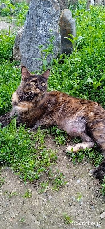 ош котенок: Мейн-кун, 1 год, Девочка, Приучена к лотку, Проглистована — 6