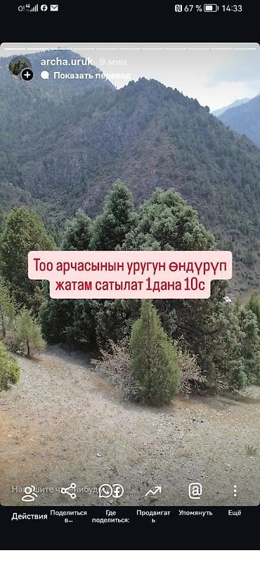 детский коврик: *САТЫЛАТ! Туя Смарагд 2 МЕТРДЕН АШЫК!* *ПРОДАЕТСЯ! Туя Смарагд БОЛЕЕ — 3