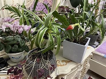 Промышленная химия: Комнатные растения в декоративных горшках - Диффенбахия крупнолистная — 8