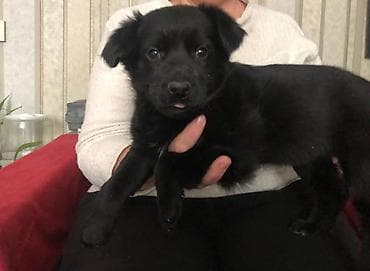 Ит кууту: 2 айлык, Ургаачы — 1