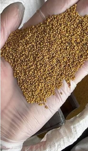 триммер для травы бишкек: Семена кормовых растений: Люцерна, Самовывоз, Платная доставка — 1