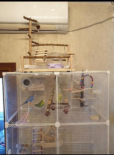 зоомагазин кант: Игровая для попугаев — 5