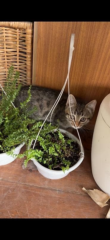 малинкий кошка: Ищу хорошую семью для котят. Возраст 2 месяца, кушают все, к лотку — 5