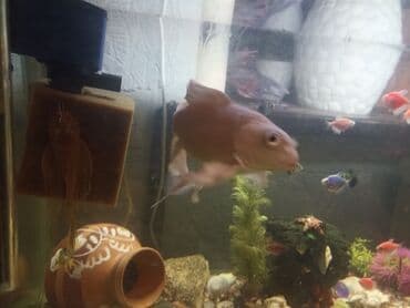 Рыбы: Продаю карпы кои вуалевые 1 рыбка — 8