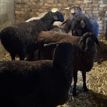 Аквариумдар: Сатам | Ургаачы кой (ургаачы) | Союуга, Көбөйтүү үчүн | Бычылган, Ургаачы, Токту — 1