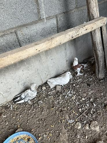 клетки для канареек: Породистые голуби декоративных окрасов. Описание: - Разные масти — 4