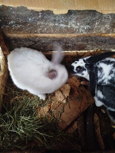 кролики фландр крол крольчата бабочка: Продаются 2 кролика 1 белый колифорнийский (самка) 4 месяца 1000с 2 — 7