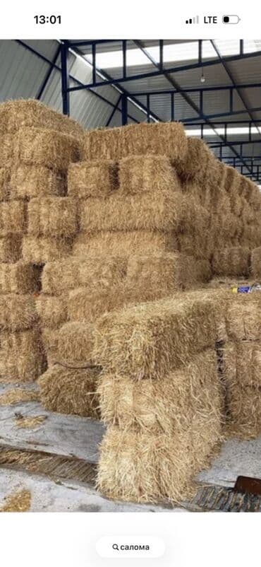 180сомдон чон чон арпа саман сатылат at lalafo.kg 180сомдон чон чон арпа саман сатылат