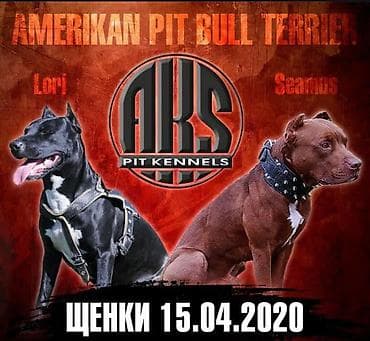 собака питбул: Вязка: Американский булли, Самец, 1 год, С прививкой, С родословной — 8