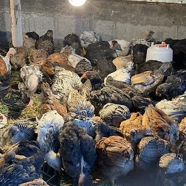 дакан цыпленок: Продаю | Цыплята | Для разведения — 2