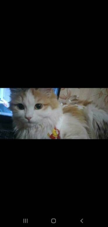 объявления о найденных животных: Жоголгон : Породасыз, Ургаачы, Биколор — 3