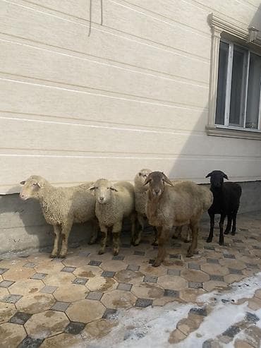 машынка для стрижки баранов: Продаю | Овца (самка) | Меринос | На забой, Для шерсти | Кастрированные — 4