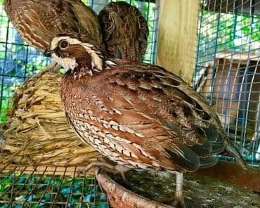 куры домашние: Продаю | Куры, Петух — 5