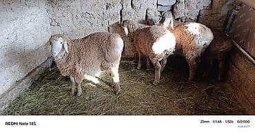 мал айдаган ит сатылат: Сатам | Козу | Көбөйтүү үчүн — 4