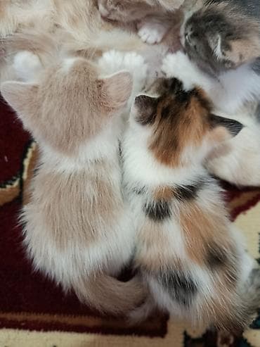 мышык кошка: Котята скоро будут готовы к переезду в новый дом! Все домашние от — 7
