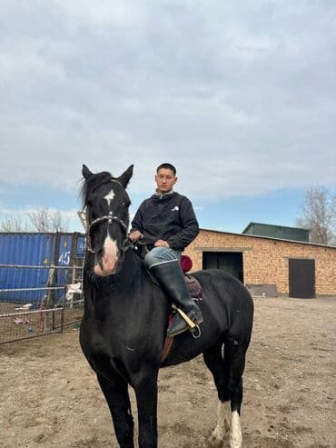 контейнер для животных: Продаю | Жеребец | Рабочий — 3