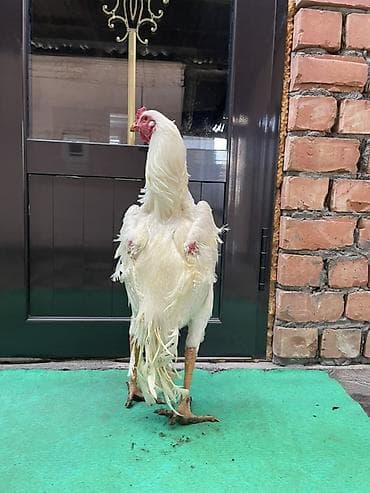 охотничий спаниель: Продаю | Петух | Бойцовая | Для разведения — 3