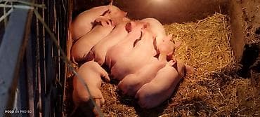 зоомагазин бишкек с животными: Продаю | Поросенок | Для разведения | Племенные — 2