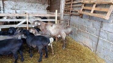 продажа щенков немецкой овчарки с документами в бишкеке: Продаю | Жеребец | Рабочий — 9