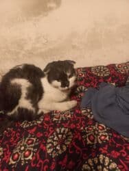 возьму кошку в добрые руки: Кота нашёл чей заберите просьба очень хороший вечлоцхий кот — 2