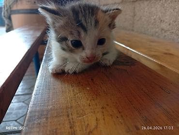 Котёнок, окрас трехцветный (белый с рыжими и серыми отметинами)