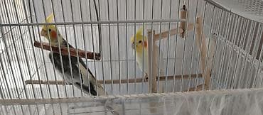 утка лалафа: Продаются две здоровые и ухоженные кореллы. 🐦 Описание птиц: 1 корелла — 5