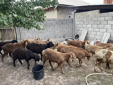 скорый: Продаю | Ягненок | Арашан — 1