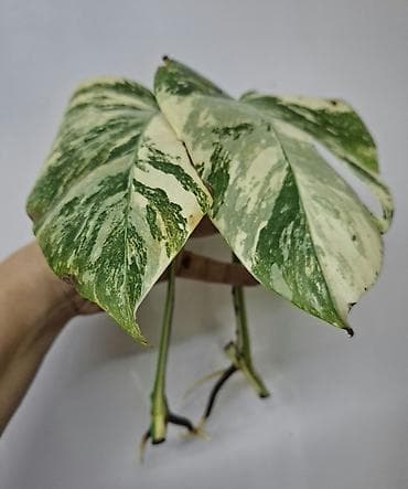 В продаже Промежуточные срезы Монстера Альба с корнями, уже можно