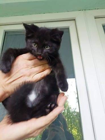 котята кант: Котята - Возраст: примерно 1,5–2 месяца - Окрас: один бело-пятнистый — 4