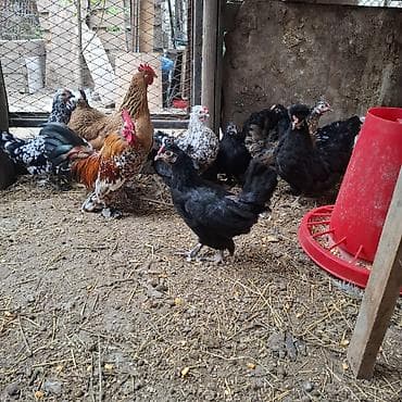 fish eye: Продаю | Куры | Для разведения — 5