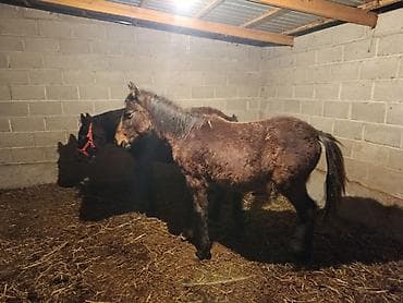 мал жылкы: Сатам | Тай | Көбөйтүү үчүн — 1