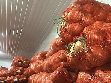 Продукты питания: Лук Оптом — 2