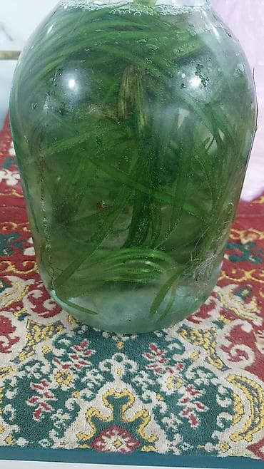 Кошки: Продаю аквариумные растения. 30 сом кустик. валиснерия — 7