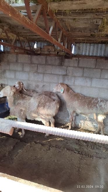 лошадь кабыла: Продаю | Овца (самка) | Для разведения — 6