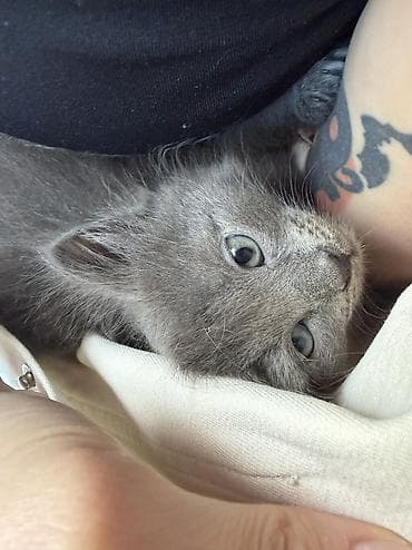 мышык сатам: Мышык бекер берилет: Породасыз, 1 айлык, Эркек, Лотокко барууга үйрөтүлгөн — 1