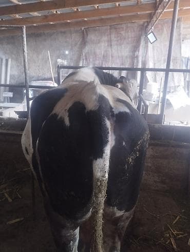 случка: Продаю | Бык (самец) | Голштин | Для разведения | Племенные — 4