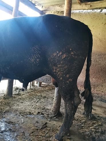 крупные собаки: Продаю | Бык (самец) | Абердин-ангус | Для разведения | Осеменитель — 7