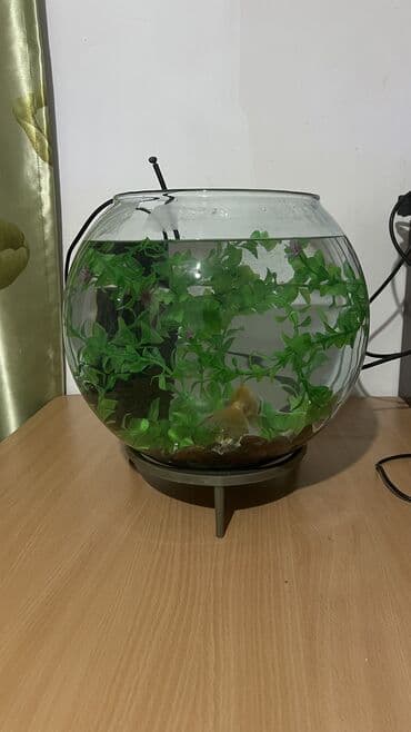 свежая рыб: Аквариум 20 литр готовый 
Филтр, декор трава, балыгы менен — 1