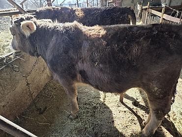 собака офчарка: Продаю | Бык (самец) | Швицкая | На откорм, На забой, Для разведения — 2