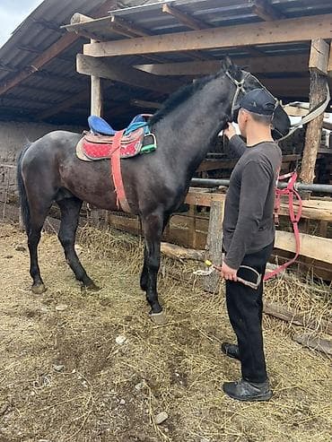 я ищу лошадь: Продаю | Конь (самец) | Полукровка | Рабочий | Мерин — 2