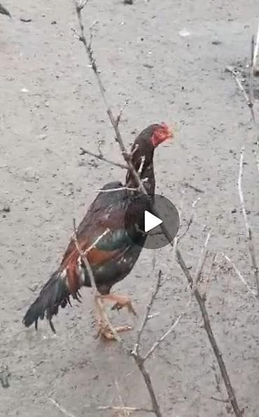 Башка жаныбарлар: Сатам | Короздор | Тебиштирүүчү | Көбөйтүү үчүн — 2