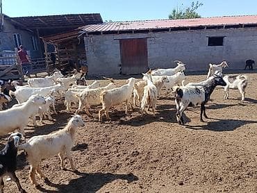 пошив авто: Гель лак, шеллак, Маникюр, Одноразовые расходные материалы — 6