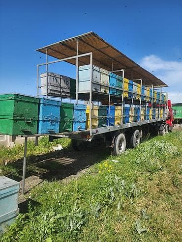 работа в бишкеке разнорабочий: Требуется помощник на пасеку с июня, уедем на Иссык-куль, с — 1
