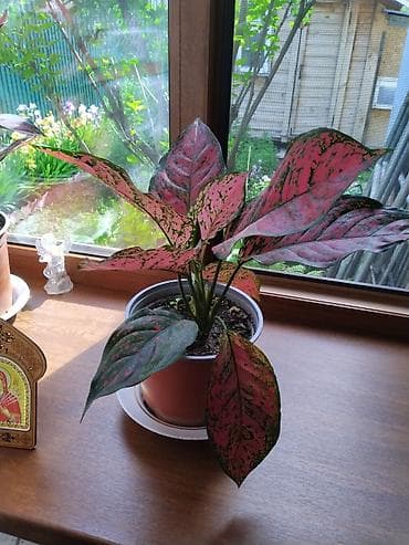 Аглаонемалар: Аглаонема розовая (Aglaonema ‘Pink’), декоративно-лиственное комнатное — 1
