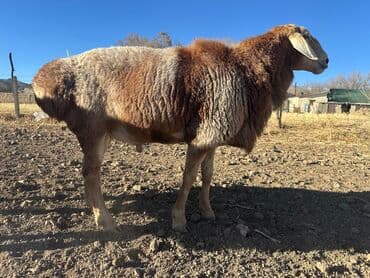 tuxedo порода кошек цена: Продаю | Баран (самец) | Арашан | Для разведения | Племенные — 1
