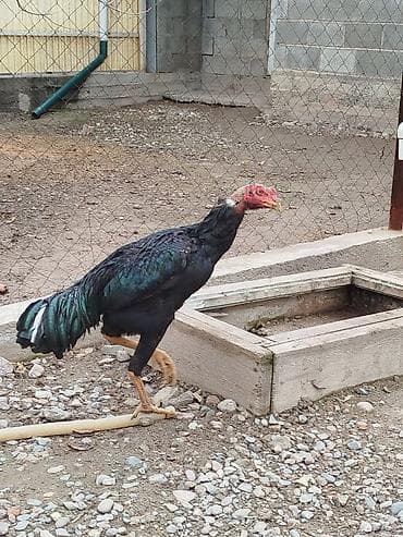 бенгальские кошки цена бишкек: Дакан жожо короздор сатылат активный алмашу жолдору бар адрес Заря — 5