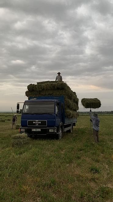 мин булак: Сено в тюках (прямоугольные кипы) - Кормовое сено из луговых трав — 1